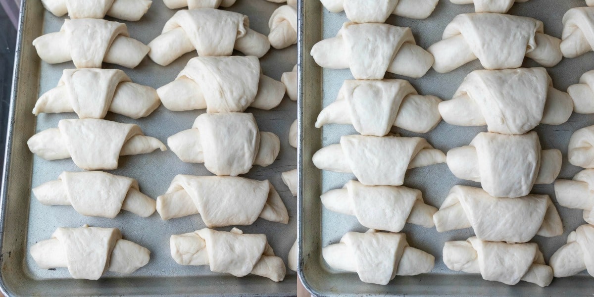 Risen and unrisen butterhorn dinner rolls on a baking tray