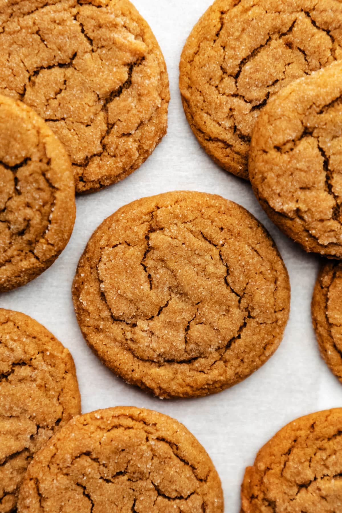 Molasses cookies on a sheet of white parchment paper. 