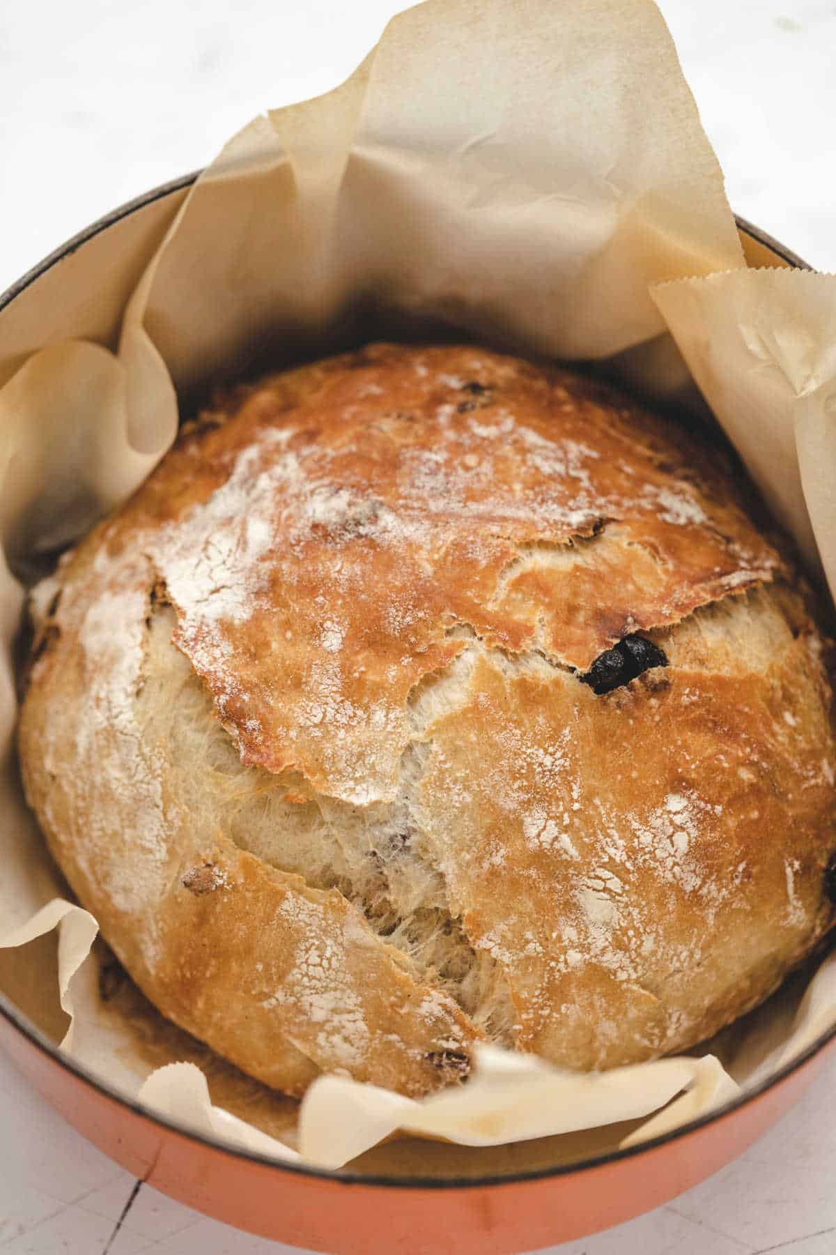 Close up photo of a load of no knead raisin bread in a Dutch oven. 